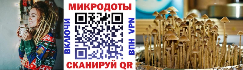 Галлюциногенные грибы Cubensis  Курлово 
